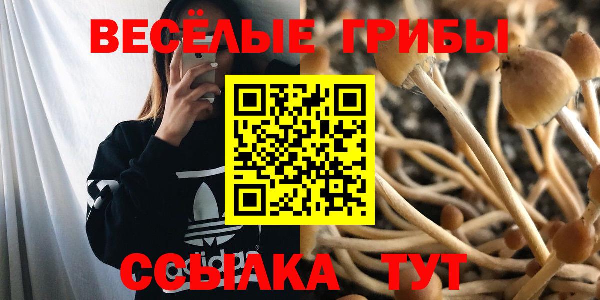 Галлюциногенные грибы GOLDEN TEACHER  Галлюциногенные грибы GOLDEN TEACHER  где купить наркоту  Шарыпово  Вход с VPN 